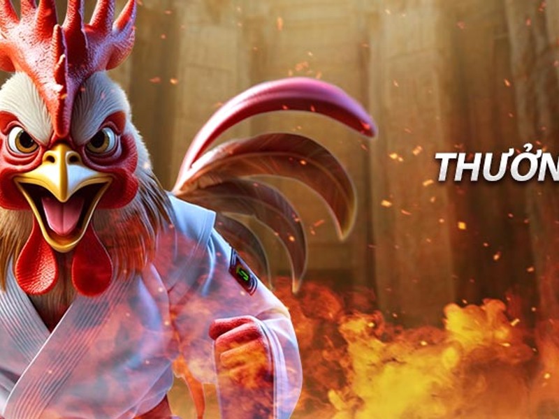 Đa dạng các trận đá gà đỉnh cao